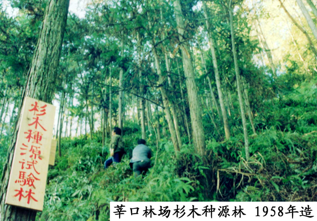杉木種源試驗林（1958年造林）（資料圖）