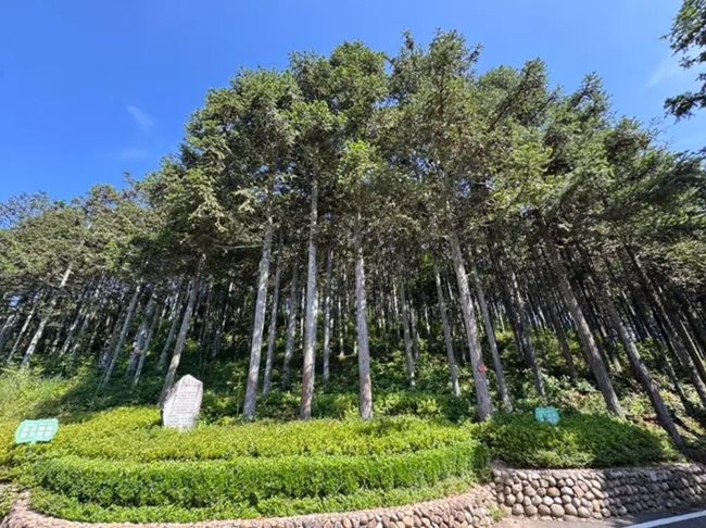 黄振芳家庭林场