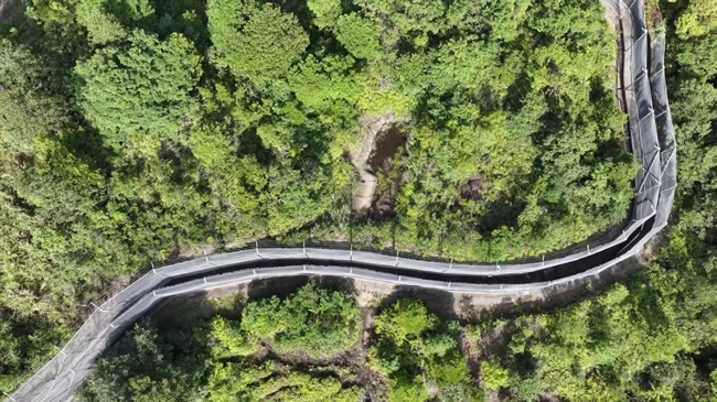梅花山華南虎繁育野化訓練基地