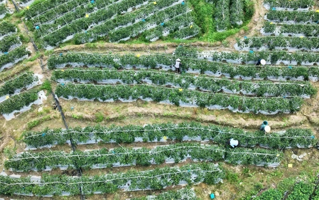 菊美专业合作社蔬菜采摘现场。李何颖摄