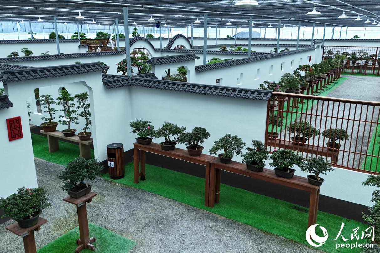 株株杜鹃陈列于园林式建筑之中。人民网 李昌乾摄