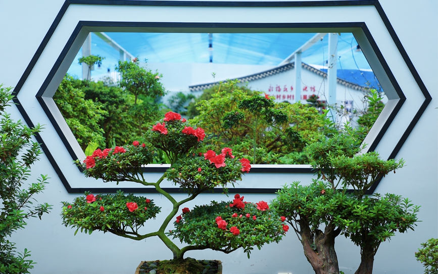 行进中国丨闽西小镇藏着“杜鹃花王国”