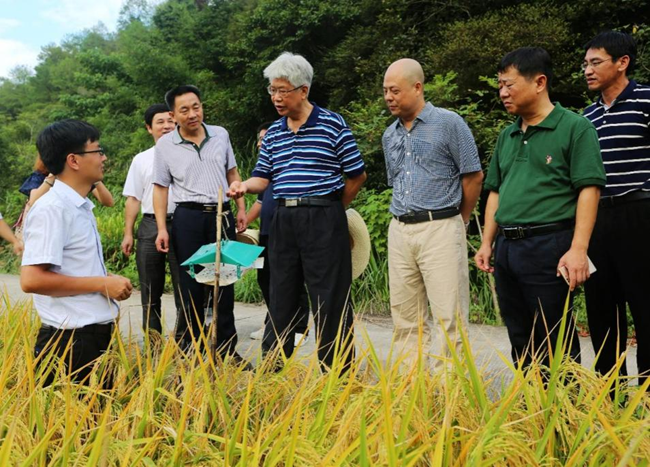 谢联辉指导水稻绿色防控和生产