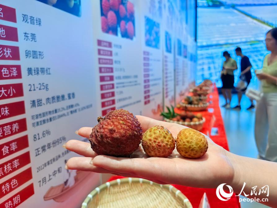 大小不一的晚熟荔枝優新品種品。人民網 蘇海森攝
