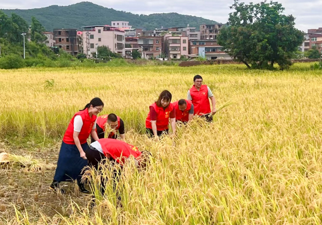 黨員志願者們抓緊搶收水稻