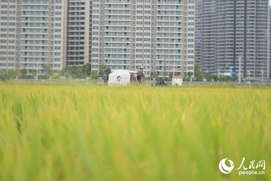 在厦门市同安区下溪头村，收割机在稻田中来回穿梭。人民网记者 陈博摄