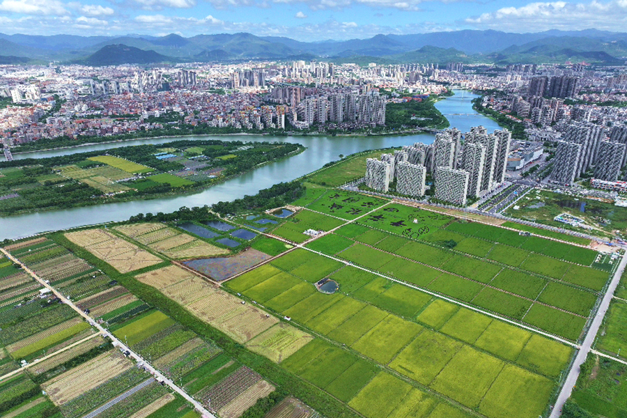 厦门同安稻田风景美如画。许秋珩摄