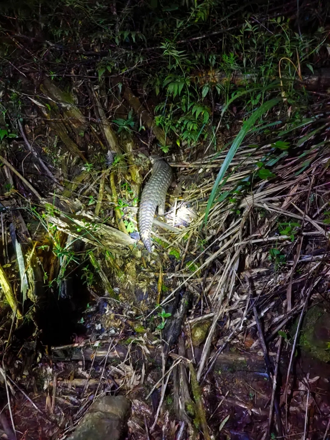 放归的中华穿山甲很快离开