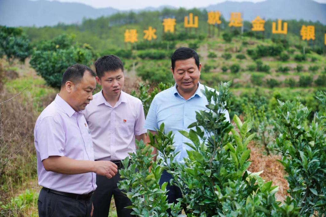農行客戶經理深入長汀縣上的生態果園，詳細了解經營狀況和資金需求