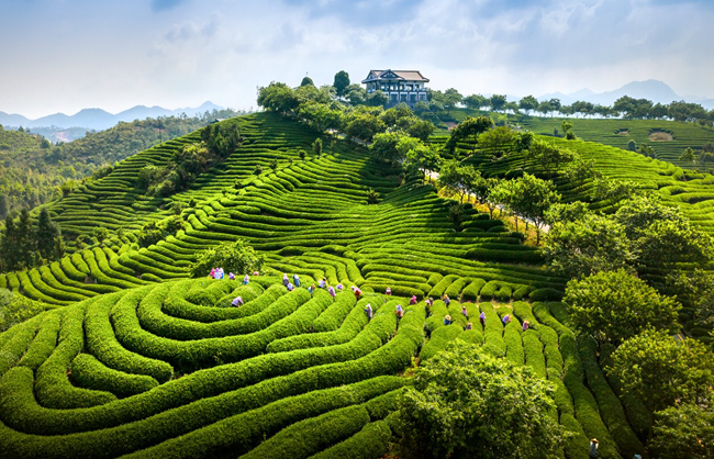茶农采摘高山茶