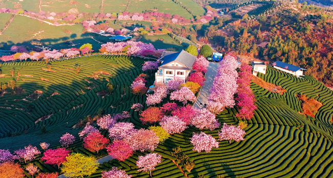 台品樱花茶园