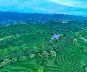 行进中国丨大陆台青的“花样茶业经”/
