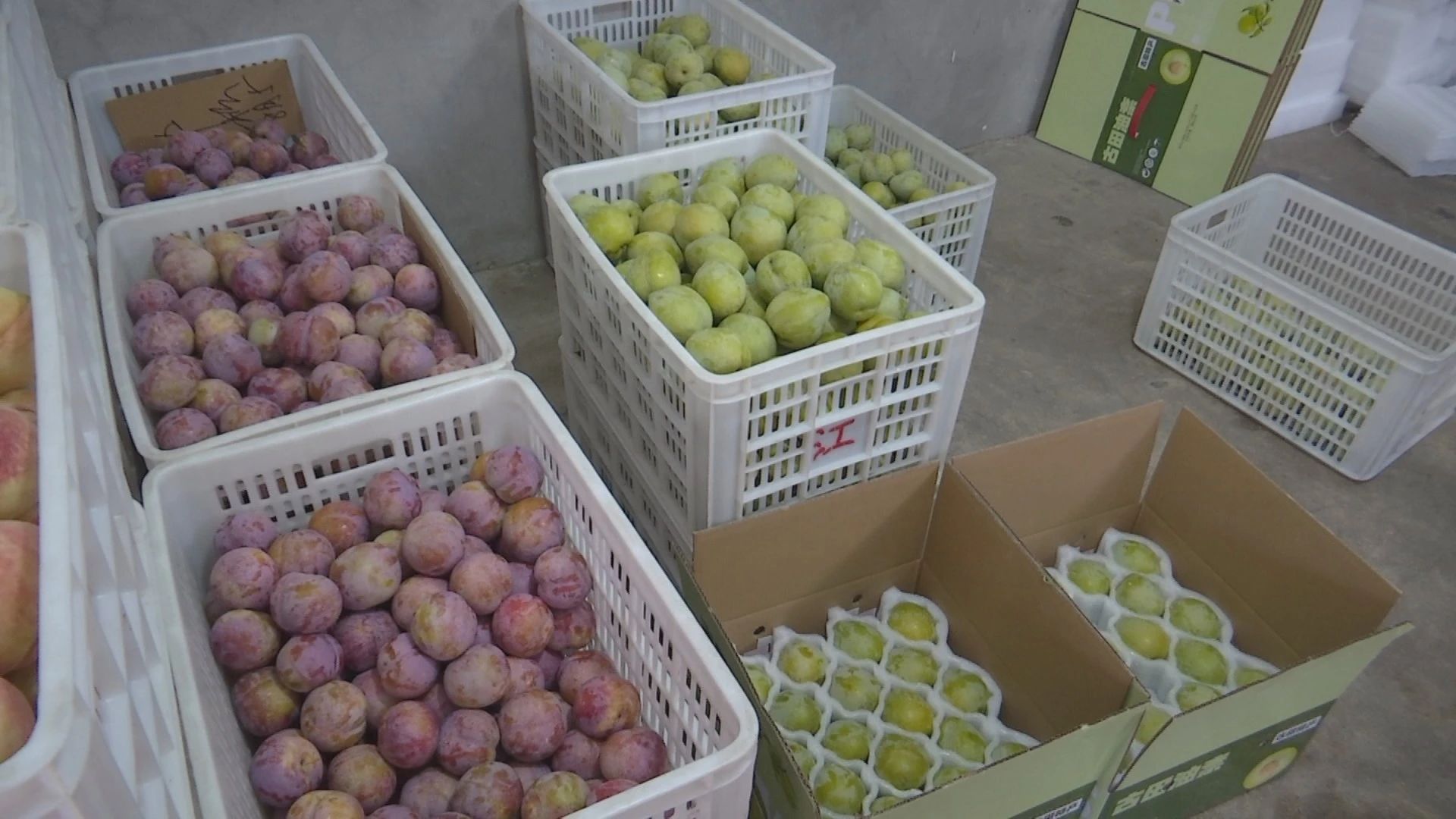 大量新鲜上市的油柰和芙蓉李