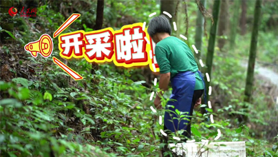 全国林改，从这里出发捷文村是全国第一个开展林权改革的试点村，眼下的捷文村正沉浸在灵芝丰收的喜悦中，村民们轻托菌盖的采收场景是林下经济蓬勃发展的生动剪影。