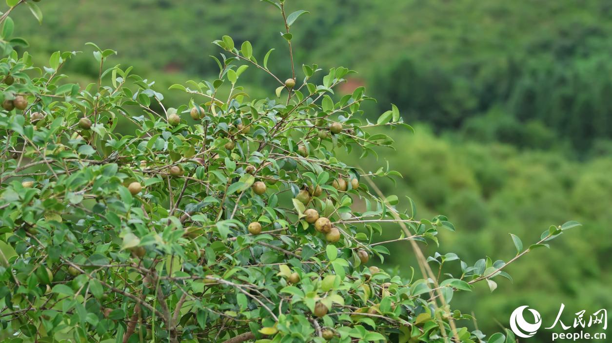 石壁鎮生態水土保持油茶示范園，漫山油茶樹傲然挺立，碩果累累。人民網 李昌乾攝