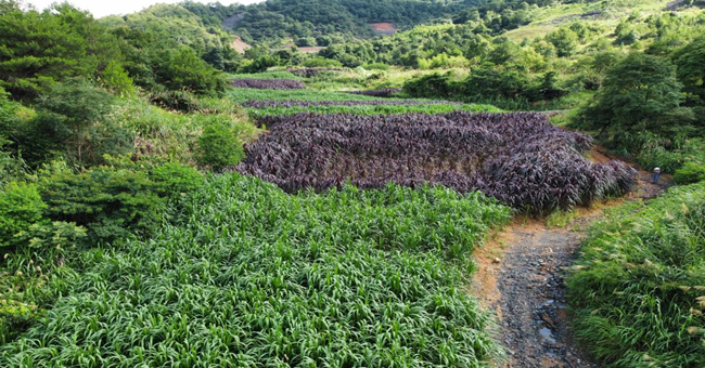 永定歷史遺留礦山菌草修復示范點