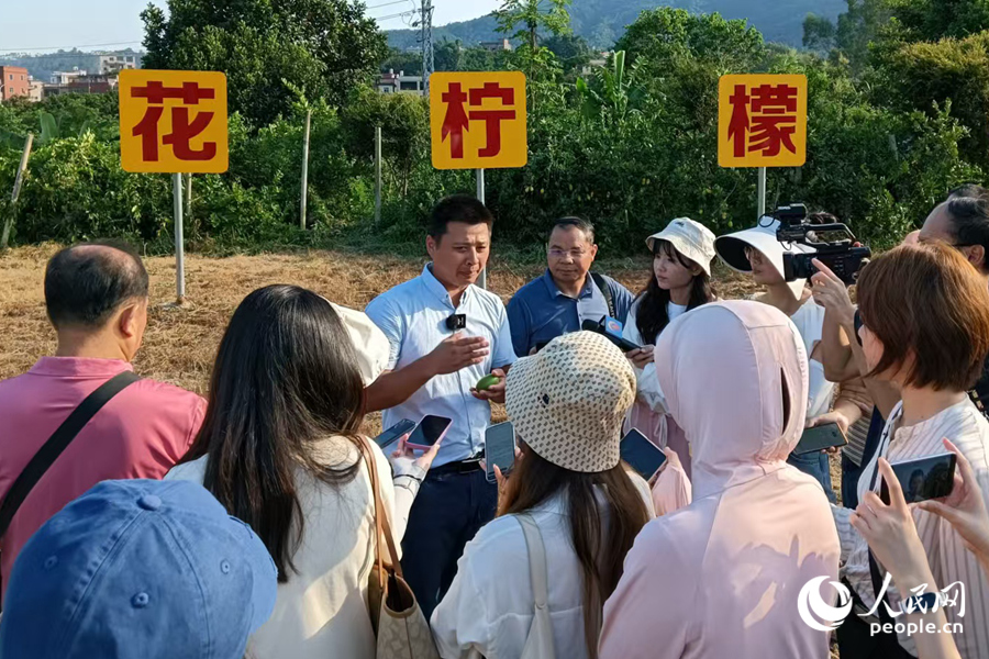 基地負責人介紹同安香水檸檬種植情況。人民網記者陳博攝