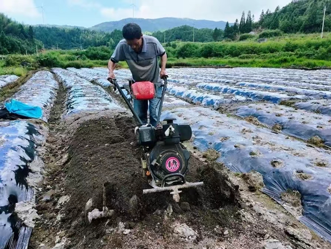陈钦自在田间忙碌