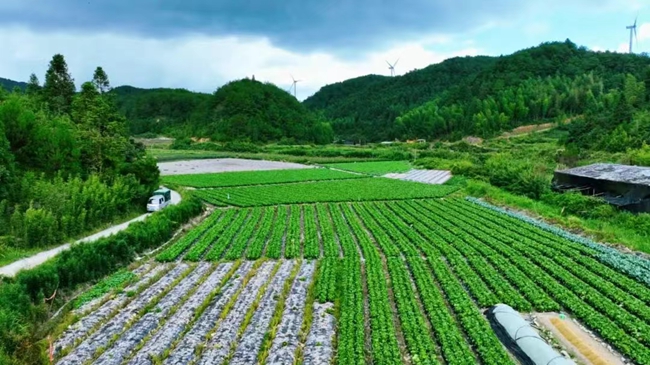 高山蔬菜铺就乡村共富路