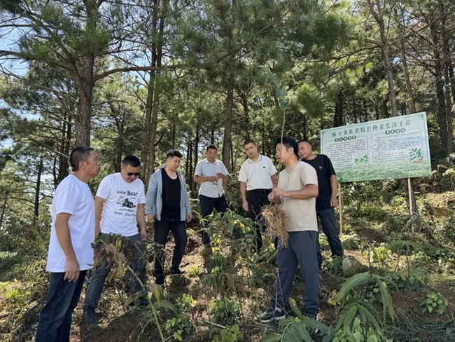 壽寧縣犀溪鎮部分村干部、種植戶在大安鄉學習考察黃精種植經驗