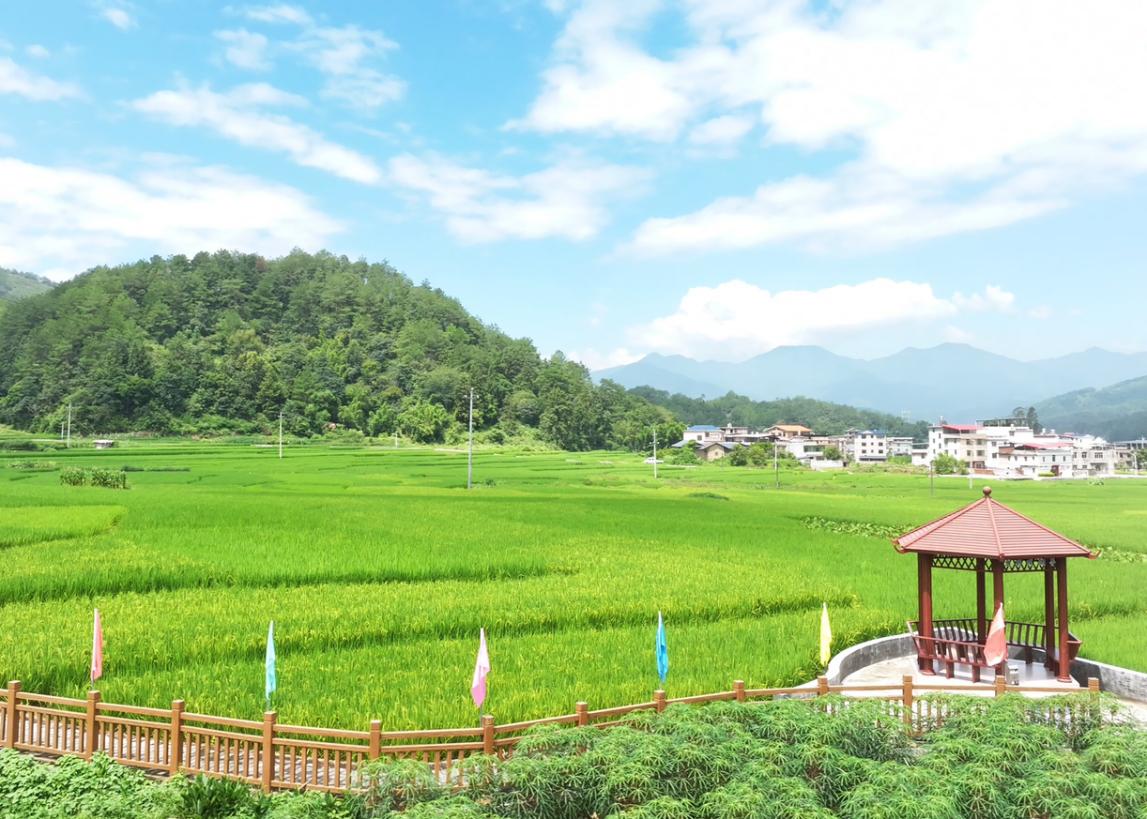 湖雷鎮上南村。姜淇攝