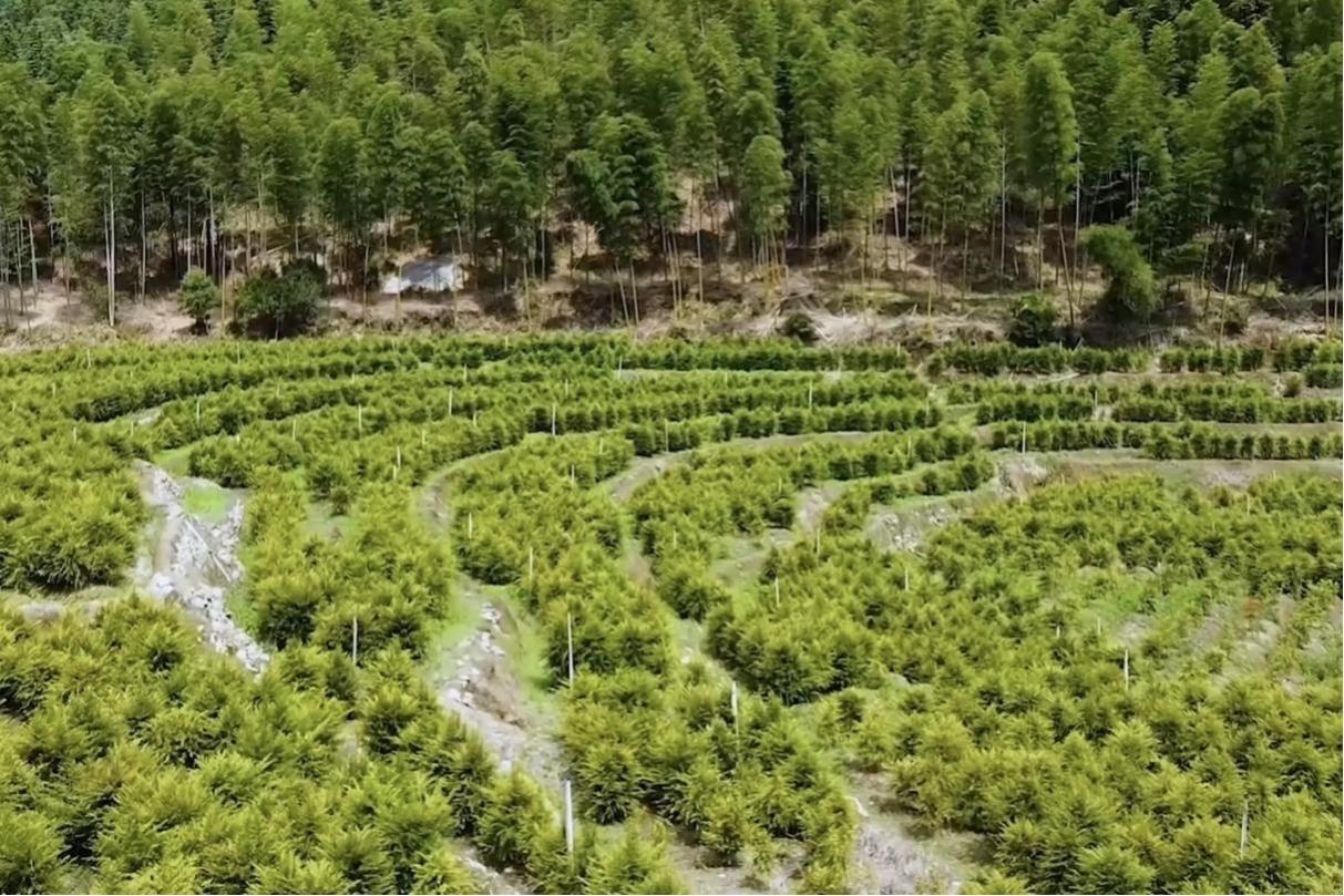 人工培植的紅豆杉。明溪縣融媒體中心供圖
