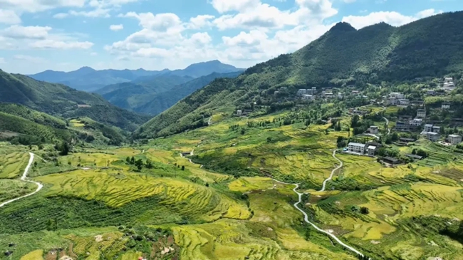 层层稻浪翻滚，与远山、村落交相辉映，勾勒出一幅动人的田园画卷。黄功兴摄
