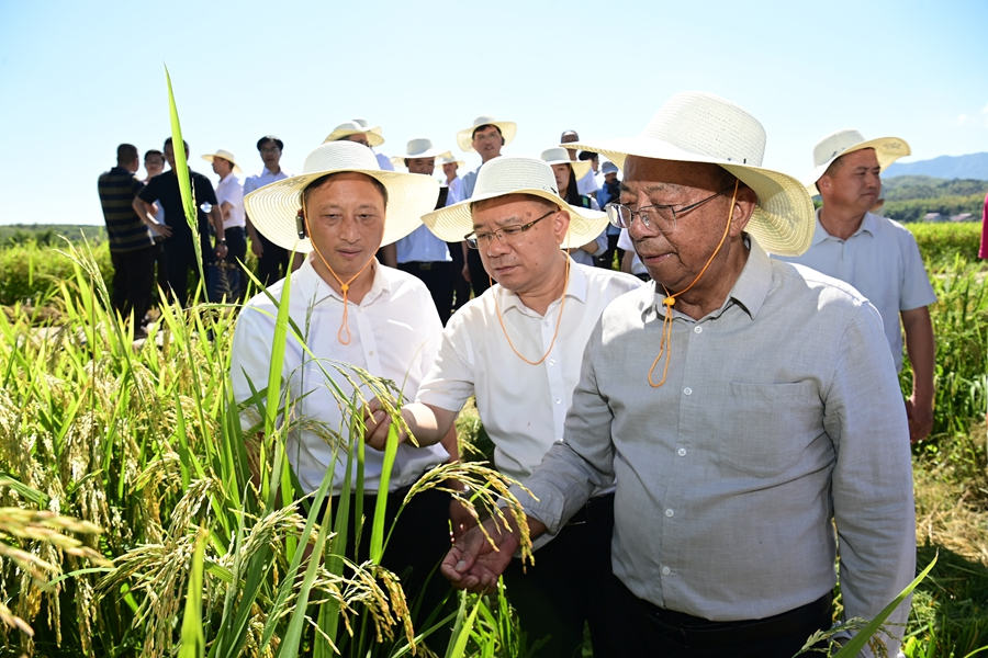 謝華安（右）正與專家們查看稻穗生長情況。李政頻攝