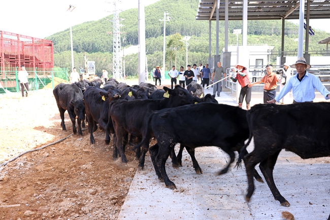 首批肉牛“入住”诏安县南方肉牛育肥场一期项目