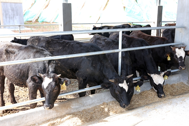 诏安县南方肉牛育肥场一期项目的运营，将助力诏安“牛产业”驶入全链条发展的快车道