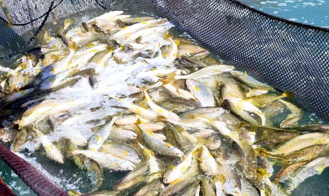 剛捕撈起的大黃魚。