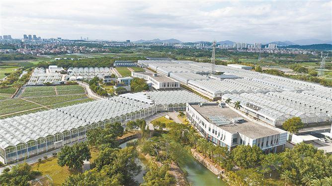 同安区去年获批国家级台湾农民创业园，着力打造闽台种业“硅谷”。图为同安闽台农业融合发展（种子种苗）产业园内的百利种苗大棚。