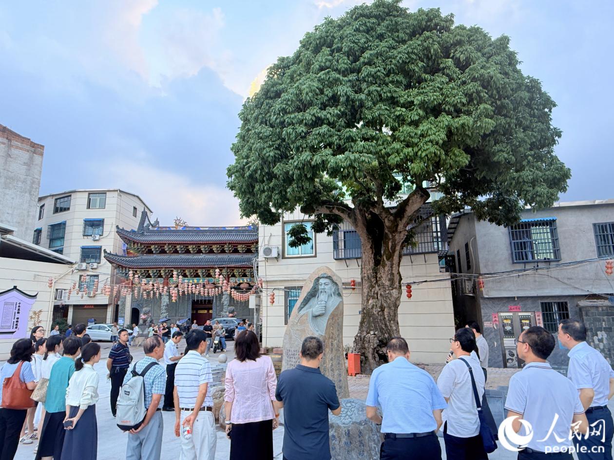 学者在峬源村一颗树龄超800年的荔枝树前驻足。人民网 林铭贤摄