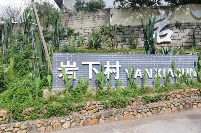村道旁种着仙人掌