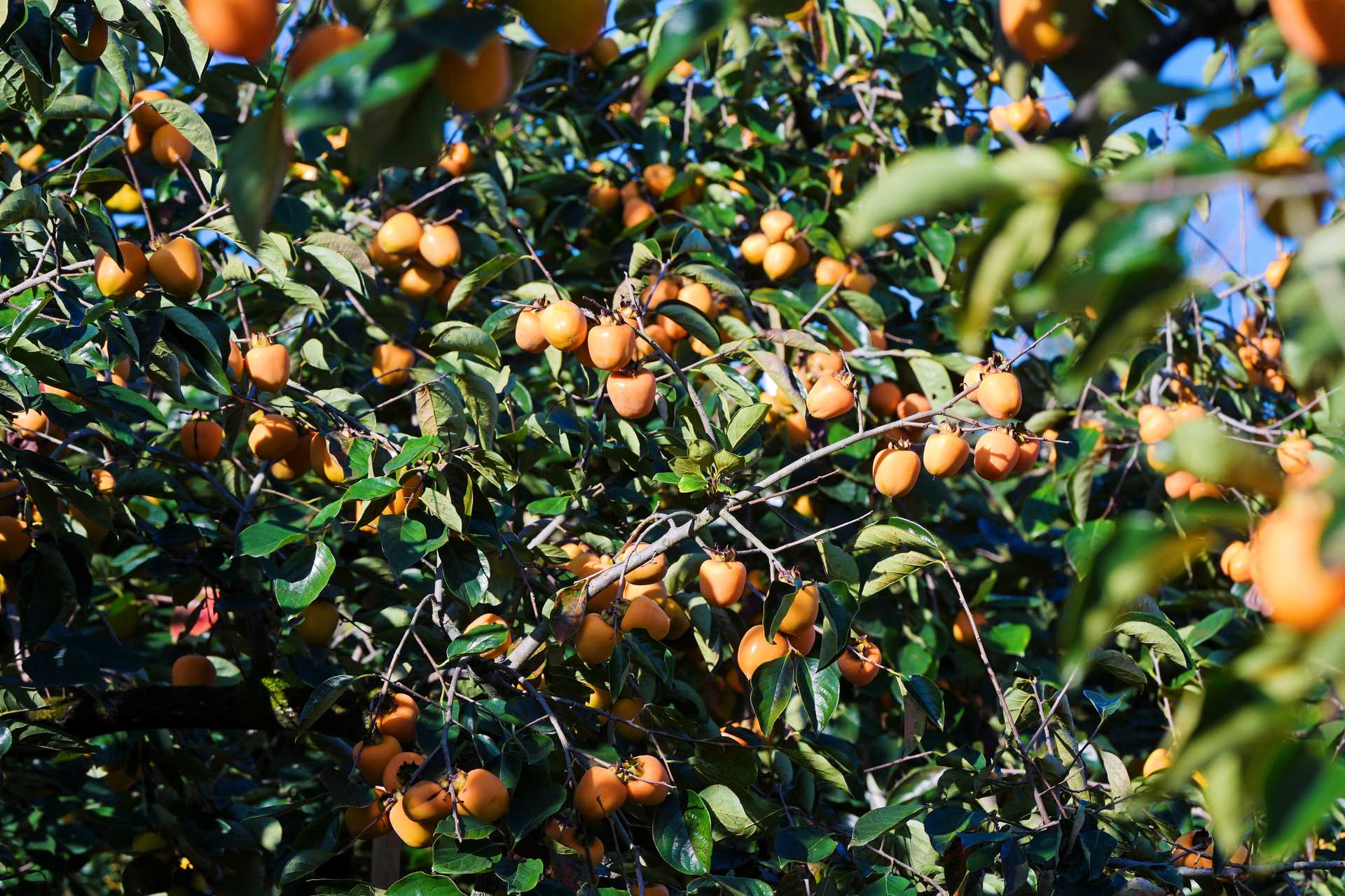 利洋“炮彈柿”。主辦方供圖