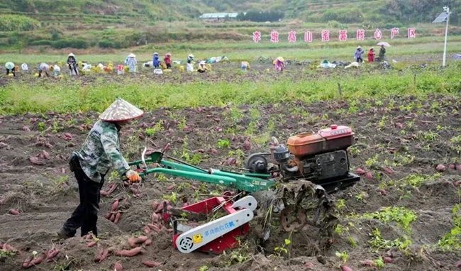 种植基地里一派繁忙景象