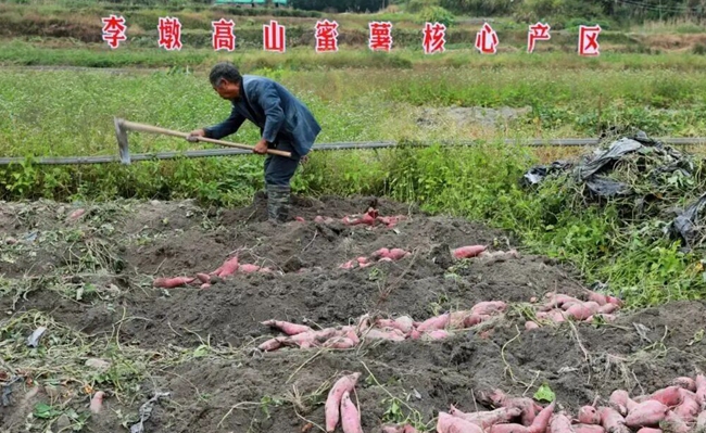 工人正采收蜜薯