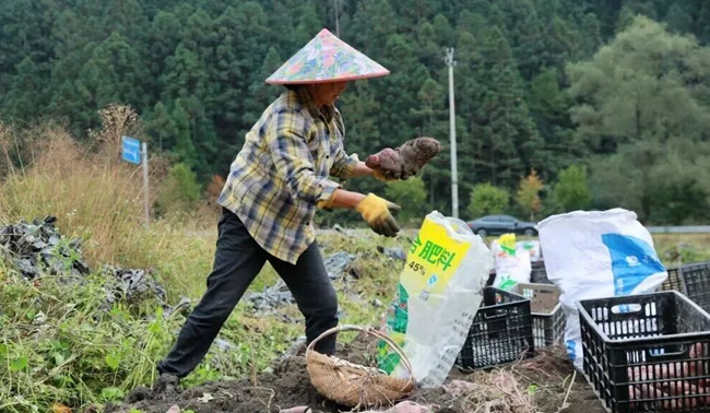 工人正将蜜薯分拣装袋