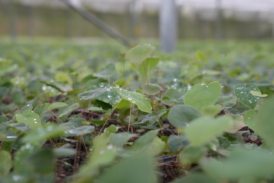 和康育苗基地裡的淫羊藿苗
