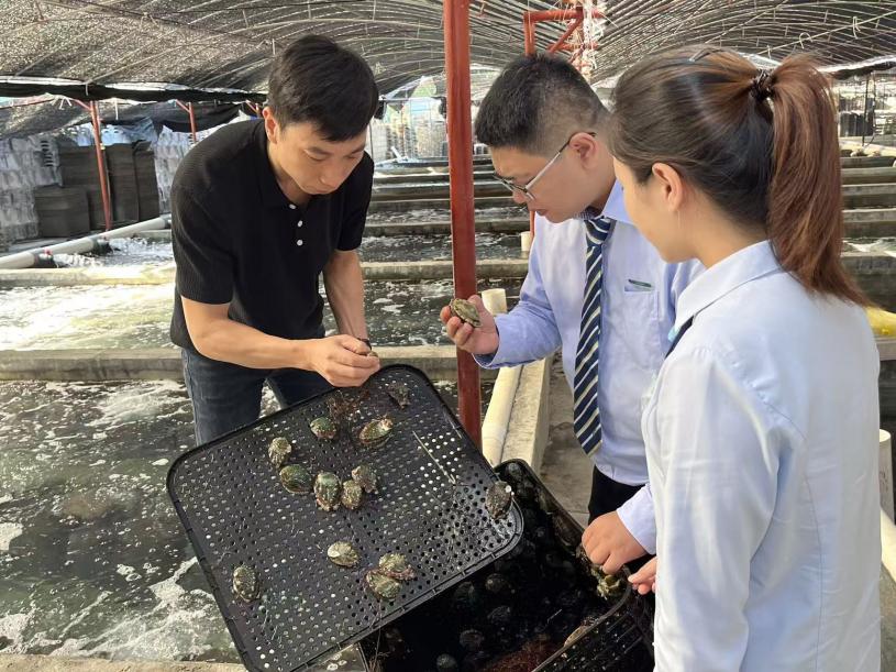 林元东为邮储银行的工作人员介绍其养殖的鲍鱼。主办方供图