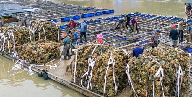 一大批肥美白蚝集体上岸
