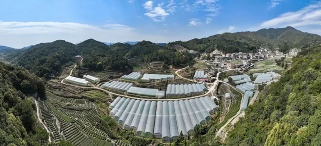 大坪高山蔬菜基地