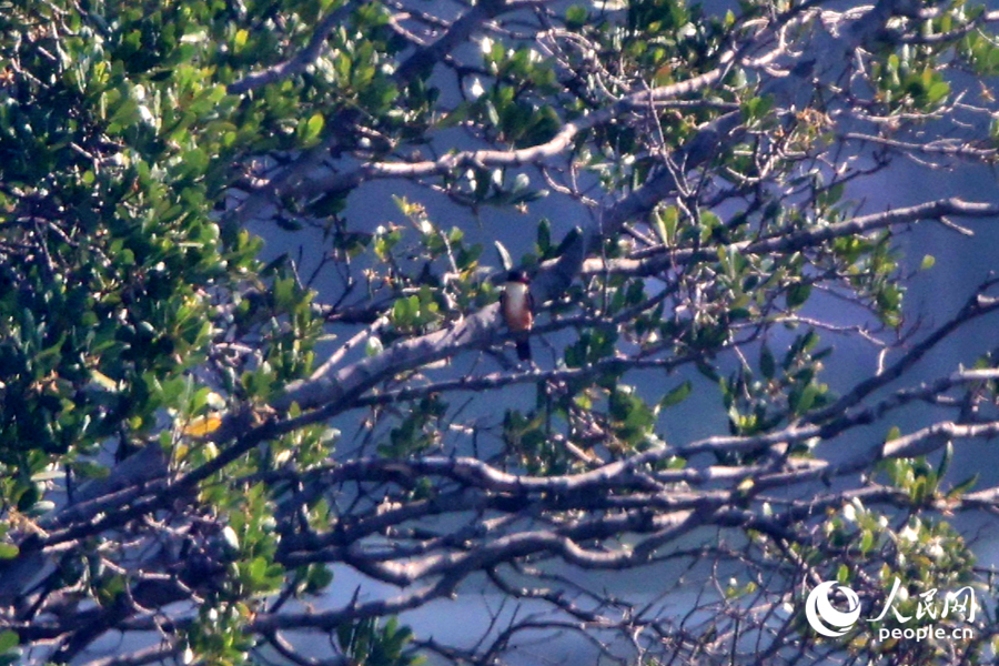 绿树枝头的蓝翡翠。人民网记者 陈博摄