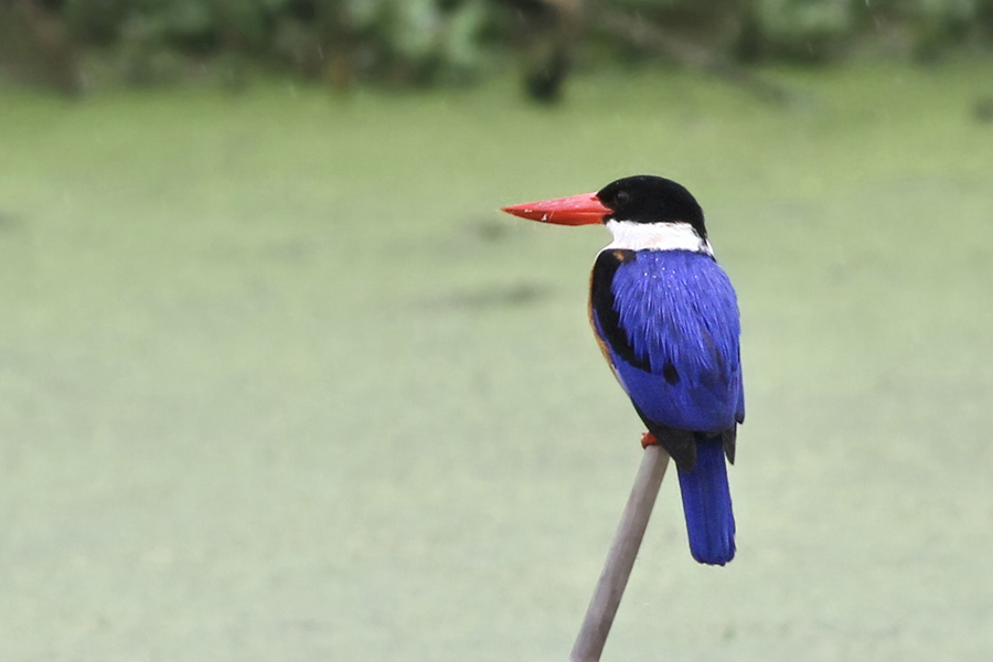 多年前在厦门现身的蓝翡翠。（资料图）廖昕摄