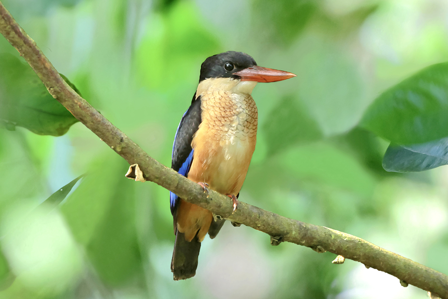 身披靓丽羽毛的蓝翡翠（资料图）。廖昕摄