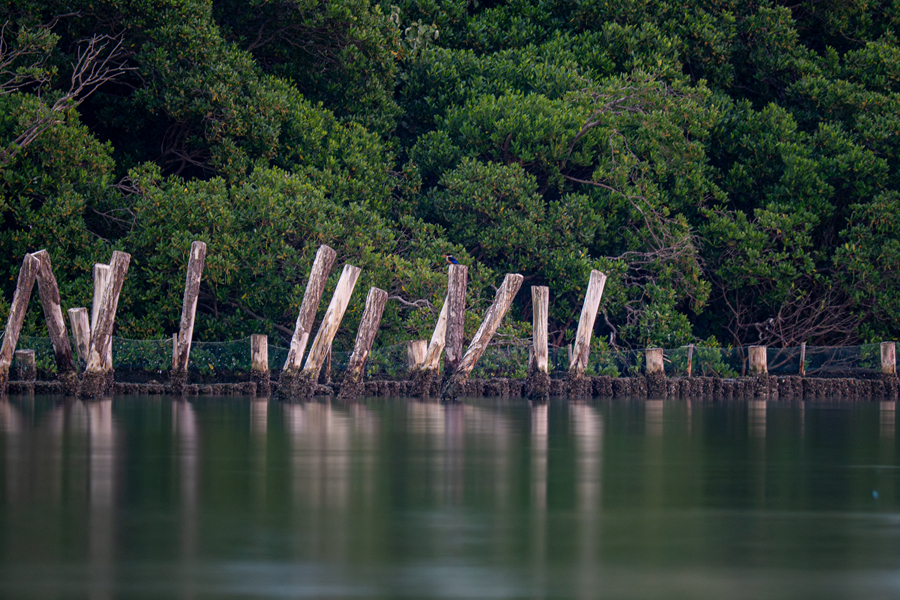 傍晚时分，蓝翡翠在筼筜湖畔觅食。张立勤摄