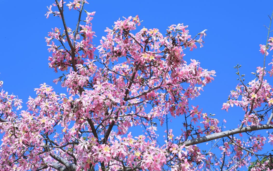 从“卖花”到“玩出花”，看福建长泰花仙谷的“今昔之变”