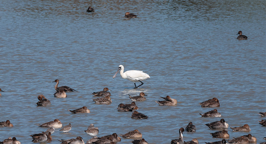 “鸟中大熊猫”黑脸琵鹭来榕越冬