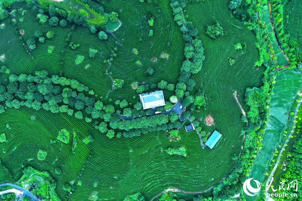 漳平烏龍茶山。人民網記者 李昌乾攝