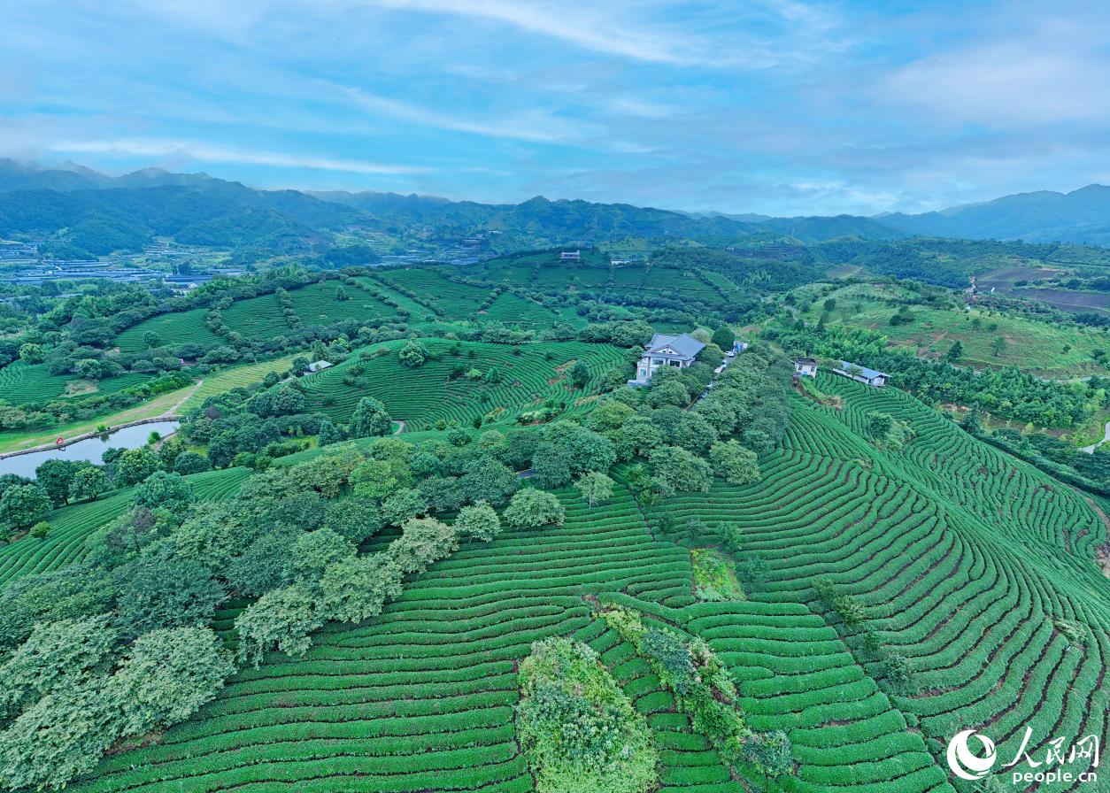 漳平永福因独特的地理环境与气候，被誉为“大陆阿里山”。人民网记者 李昌乾摄